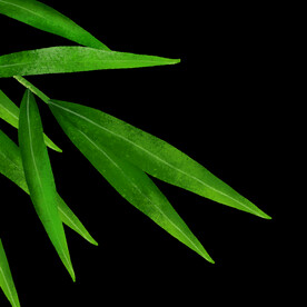竹叶素材