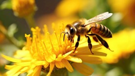 蜜蜂