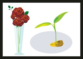 手绘玫瑰鲜花