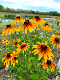 蓝天下摇曳的花
