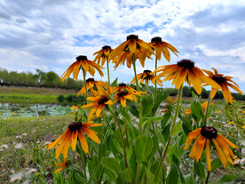 蓝天下摇曳的花