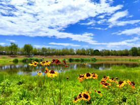 蓝天下摇曳的花