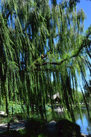 垂柳风景 