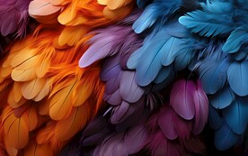 羽毛壁画 