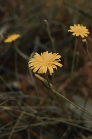 中华苦荬菜