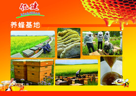 亿健蜂胶基地