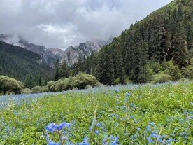 蓝花的夏天摄影图