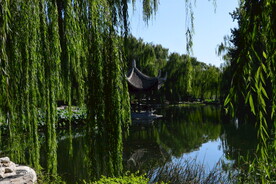 垂柳风景