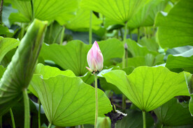 荷花  