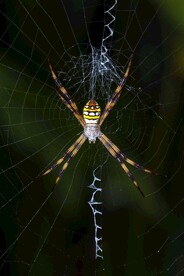 结网的蜘蛛