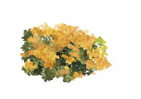 花丛 