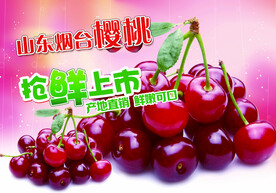 樱桃海报