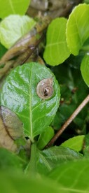 雨后蜗牛