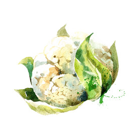 手绘蔬菜  