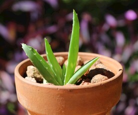 芦荟植物