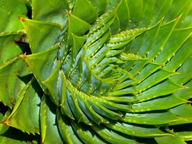 芦荟植物