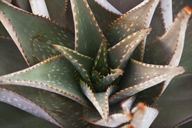芦荟植物