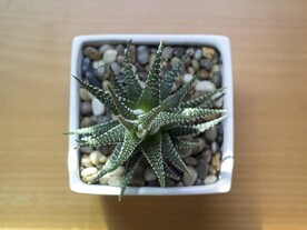 芦荟植物