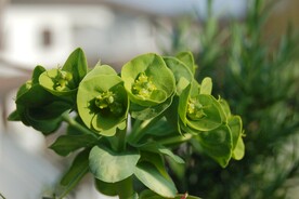 绿叶植物