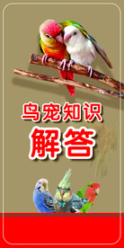 鸟宠海报