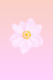 野棉花