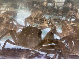 超市水产区螃蟹