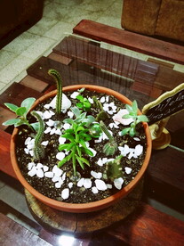 盆栽植物