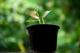 盆栽植物