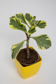盆栽植物
