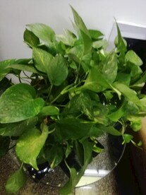 绿叶植物