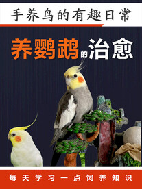 宠物鸟海报