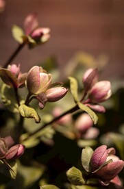 含笑花
