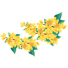 桂花