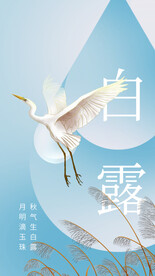白露传统节气海报