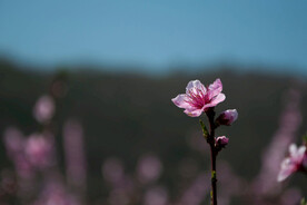 桃花