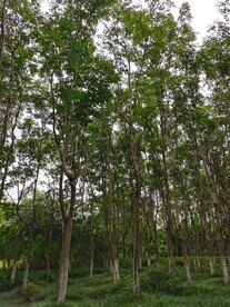 橡胶树林