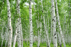 白桦林