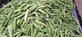 甜豆
