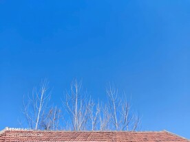屋顶上的树