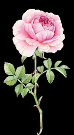 月季花