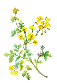 花枝