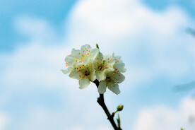 李子花