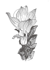 手绘姜红花