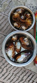蚌