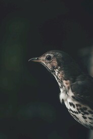 白眉歌鸫