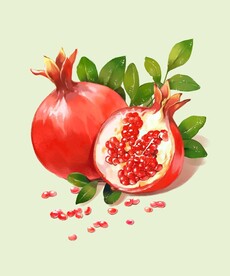 手绘水彩石榴