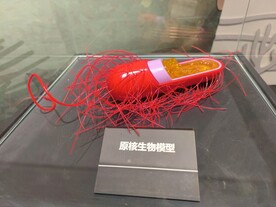 原核生物模型