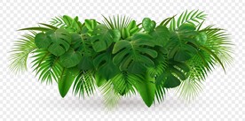 绿植图片