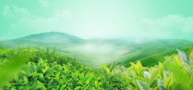 茶山