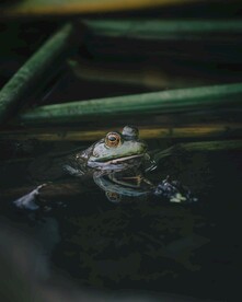 青蛙